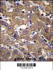 UGDH Antibody immunohistochemistry analysis in formalin fixed and paraffin embedded human liver tissue followed by peroxidase conjugation of the secondary antibody and DAB staining.