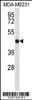 Western blot analysis in MDA-MB231 cell line lysates (35ug/lane) .