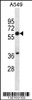 Western blot analysis in A549 cell line lysates (35ug/lane) .