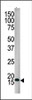 Western blot analysis of SUMO4 Antibody in HepG2 cell line lysate.