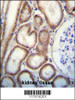 CLEC3B Antibody immunohistochemistry analysis in formalin fixed and paraffin embedded human kidney tissue followed by peroxidase conjugation of the secondary antibody and DAB staining.