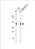 Western blot analysis in Hela cell line and human placenta tissue lysates (35ug/lane) .