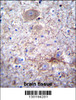 PCDHA7 Antibody immunohistochemistry analysis in formalin fixed and paraffin embedded human brain tissue followed by peroxidase conjugation of the secondary antibody and DAB staining.