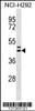 Western blot analysis in NCI-H292 cell line lysates (35ug/lane) .