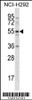 Western blot analysis in NCI-H292 cell line lysates (35ug/lane) .