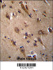 RIC3 Antibody immunohistochemistry analysis in formalin fixed and paraffin embedded human brain tissue followed by peroxidase conjugation of the secondary antibody and DAB staining.