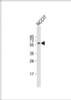 Western Blot at 1:2000 dilution + NCCIT whole cell lysate Lysates/proteins at 20 ug per lane.