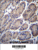 CTTNBP2NL Antibody immunohistochemistry analysis in formalin fixed and paraffin embedded human stomach tissue followed by peroxidase conjugation of the secondary antibody and DAB staining.