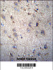 GSTM5 Antibody immunohistochemistry analysis in formalin fixed and paraffin embedded human brain tissue followed by peroxidase conjugation of the secondary antibody and DAB staining.