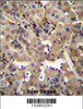 SGPL1 Antibody immunohistochemistry analysis in formalin fixed and paraffin embedded human liver tissue followed by peroxidase conjugation of the secondary antibody and DAB staining.