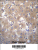 SIX5 Antibody immunohistochemistry analysis in formalin fixed and paraffin embedded human liver tissue followed by peroxidase conjugation of the secondary antibody and DAB staining.