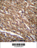 BTG3 Antibody immunohistochemistry analysis in formalin fixed and paraffin embedded human heart tissue followed by peroxidase conjugation of the secondary antibody and DAB staining.