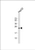 Western Blot at 1:1000 dilution + HepG2 whole cell lysate Lysates/proteins at 20 ug per lane.