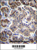 RPL15 Antibody immunohistochemistry analysis in formalin fixed and paraffin embedded human pancreas tissue followed by peroxidase conjugation of the secondary antibody and DAB staining.