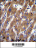 UBAP2 Antibody immunohistochemistry analysis in formalin fixed and paraffin embedded human liver tissue followed by peroxidase conjugation of the secondary antibody and DAB staining.