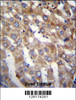BEND7 Antibody immunohistochemistry analysis in formalin fixed and paraffin embedded human liver tissue followed by peroxidase conjugation of the secondary antibody and DAB staining.