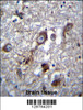 PLEKHH1 Antibody immunohistochemistry analysis in formalin fixed and paraffin embedded human brain tissue followed by peroxidase conjugation of the secondary antibody and DAB staining.