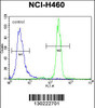 Flow cytometric analysis of NCI-H460 cells (right histogram) compared to a negative control cell (left histogram) .FITC-conjugated goat-anti-rabbit secondary antibodies were used for the analysis.