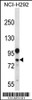 Western blot analysis in NCI-H292 cell line lysates (35ug/lane) .