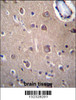 SLC8A3 Antibdy immunohistochemistry analysis in formalin fixed and paraffin embedded human brain tissue followed by peroxidase conjugation of the secondary antibody and DAB staining.This data demonstrates the use of SLC8A3 Antibdy for immunohistochemistry.