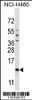 Western blot analysis in NCI-H460 cell line lysates (35ug/lane) .