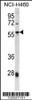 Western blot analysis in NCI-H460 cell line lysates (35ug/lane) .