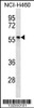 Western blot analysis in NCI-H460 cell line lysates (35ug/lane) .