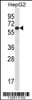 Western blot analysis in HepG2 cell line lysates (35ug/lane) .