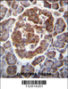 TBC1D22A Antibody immunohistochemistry analysis in formalin fixed and paraffin embedded human pancreas tissue followed by peroxidase conjugation of the secondary antibody and DAB staining.