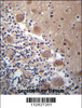 SCHIP1 Antibody immunohistochemistry analysis in formalin fixed and paraffin embedded human cerebellum tissue followed by peroxidase conjugation of the secondary antibody and DAB staining.