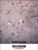 ALDH3B2 Antibody immunohistochemistry analysis in formalin fixed and paraffin embedded human brain tissue followed by peroxidase conjugation of the secondary antibody and DAB staining.