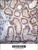 SP140 Antibody immunohistochemistry analysis in formalin fixed and paraffin embedded human kidney tissue followed by peroxidase conjugation of the secondary antibody and DAB staining.
