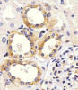 Antibody staining EGF in Human kidney tissue sections by Immunohistochemistry (IHC-P - paraformaldehyde-fixed, paraffin-embedded sections) .