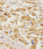 Antibody staining EGF in Human heart tissue sections by Immunohistochemistry (IHC-P - paraformaldehyde-fixed, paraffin-embedded sections) .