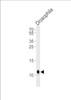 Western blot analysis of lysate from Drosophila tissue lysate, using SUMO Antibody (V52) (Drsophila) at 1:1000.