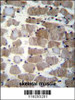 CTSK Antibody (Center E112) immunohistochemistry analysis in formalin fixed and paraffin embedded human skeletal muscle followed by peroxidase conjugation of the secondary antibody and DAB staining.