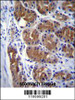 DCTN2 Antibody immunohistochemistry analysis in formalin fixed and paraffin embedded human stomach tissue followed by peroxidase conjugation of the secondary antibody and DAB staining.