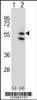 Western blot analysis of TUFM using rabbit polyclonal TUFM Antibody using 293 cell lysates (2 ug/lane) either nontransfected (Lane 1) or transiently transfected (Lane 2) with the TUFM gene.