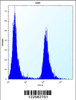 Flow cytometric analysis of U251 cells (right histogram) compared to a negative control cell (left histogram) .FITC-conjugated goat-anti-rabbit secondary antibodies were used for the analysis.