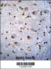 PAX6 Antibody immunohistochemistry analysis in formalin fixed and paraffin embedded human brain tissue followed by peroxidase conjugation of the secondary antibody and DAB staining.