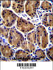 PKP2 Antibody immunohistochemistry analysis in formalin fixed and paraffin embedded human stomach tissue followed by peroxidase conjugation of the secondary antibody and DAB staining.