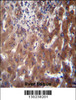 SCLT1 Antibody immunohistochemistry analysis in formalin fixed and paraffin embedded human liver tissue followed by peroxidase conjugation of the secondary antibody and DAB staining.