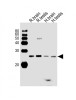 Western Blot at 1:1000 dilution Lane 1: rat brain lysates Lane 2: rat testis lysates Lane 3: human brain lysates Lane 4: human testis lysates Lysates/proteins at 20 ug per lane.