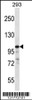 Western blot analysis in 293 cell line lysates (35ug/lane) .