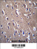 PON2 Antibody immunohistochemistry analysis in formalin fixed and paraffin embedded human brain tissue followed by peroxidase conjugation of the secondary antibody and DAB staining.