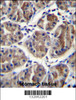 EIF3A Antibody immunohistochemistry analysis in formalin fixed and paraffin embedded human stomach tissue followed by peroxidase conjugation of the secondary antibody and DAB staining.