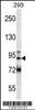 Western blot analysis in 293 cell line lysates (35ug/lane) .