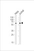 Western blot analysis of lysates from HeLa, Jurkat cell line (from left to right) , using HPSE2 Antibody at 1:1000 at each lane.