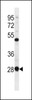 Western blot analysis in CEM cell line lysates (35ug/lane) .