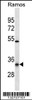 Western blot analysis in Ramos cell line lysates (35ug/lane) .